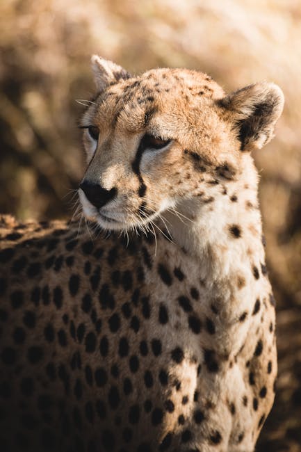 Big News: Chelsea keen on Rogers - Wednesday's gossip