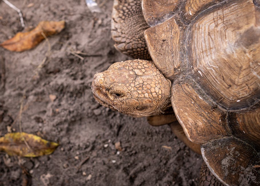 Big News: How close were hospitals to collapse in Covid?