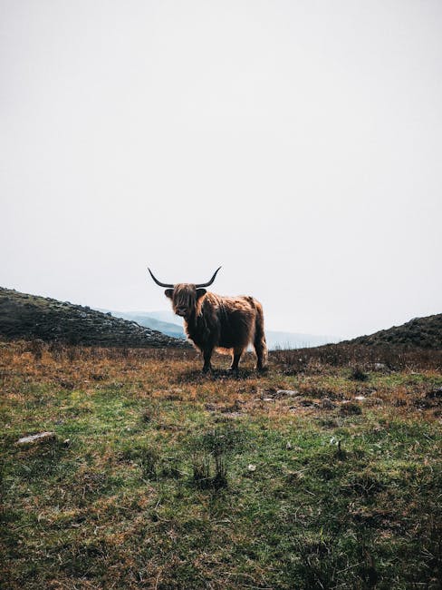 New: North Scotland among highest rates of Huntington's