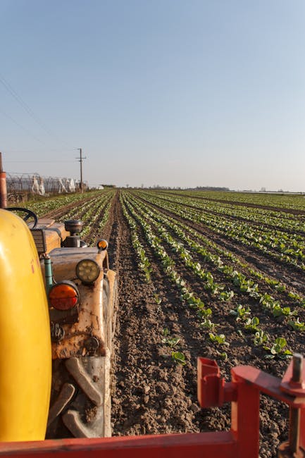 Update: Ultra-processed foods may be linked to early death